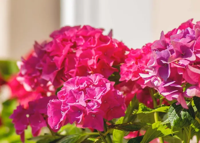 Διαμέρισμα Hortensia