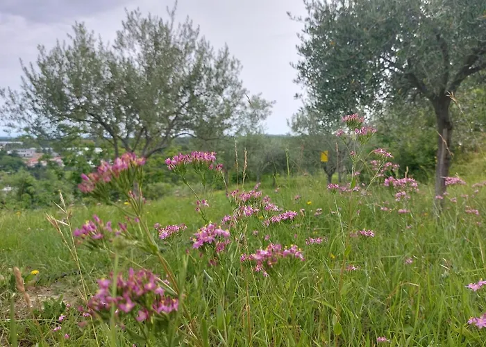 Hortensia Διαμέρισμα Buje