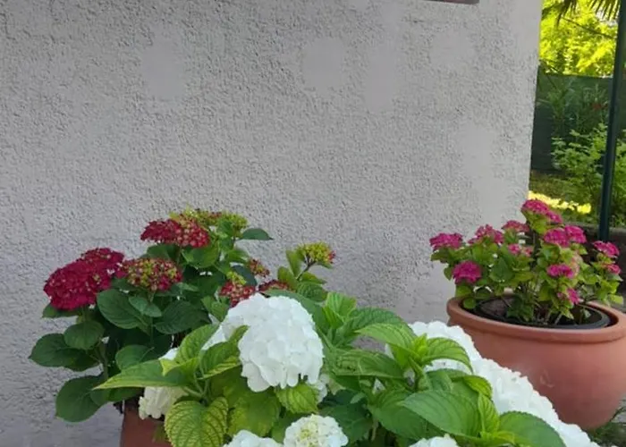 Hortensia Διαμέρισμα