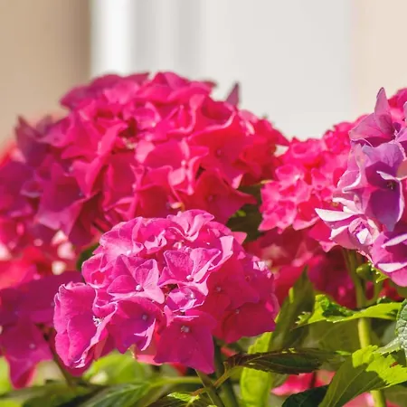 Apartment Hortensia