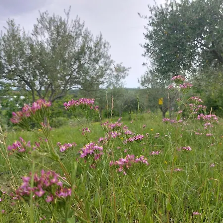 Hortensia Apartmán Buje