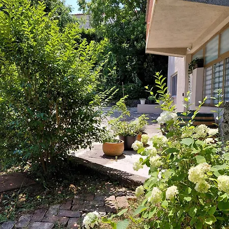 Hortensia * Buje
